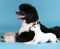Canine Star Training Academy Image