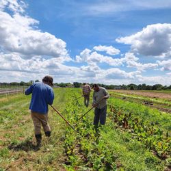 Green Earth Harvest - Working the fields