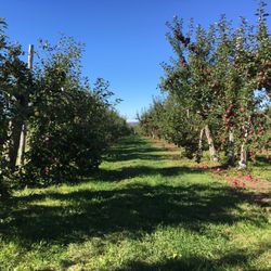 Verger Victorin - The orchard