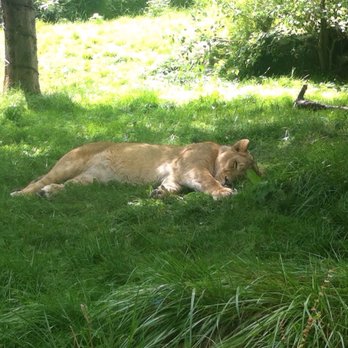 Dublin Zoo - It was hot, and all the cats lazed about in the grass. - Zoos Near Me - Dublin, D Dublin Zoo - It was hot, and all the cats lazed about in the grass. - Zoos Near Me - Dublin, D