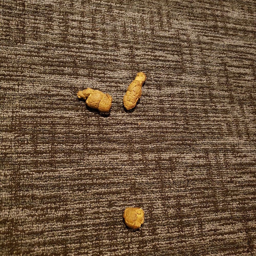 Portico - Dog crap in the hall - Apartments Near Me - Sunrise, Florida Portico - Dog crap in the hall - Apartments Near Me - Sunrise, Florida
