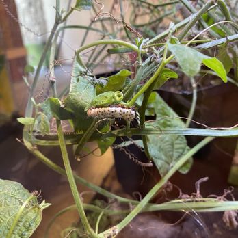 Niagara Parks Butterfly Conservatory - Caterpillars - Zoos Near Me - Niagara Falls, Ontario