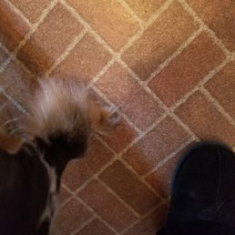 Hair left on front leg Hair left on front leg