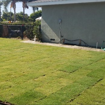 Southwest Tree Service - You can tell at install 2 different grasses used in yard. Even the worker made a commitment about it looking odd. - Tree Services Near Me - San Diego, California Southwest Tree Service - You can tell at install 2 different grasses used in yard. Even the worker made a commitment about it looking odd. - Tree Services Near Me - San Diego, California
