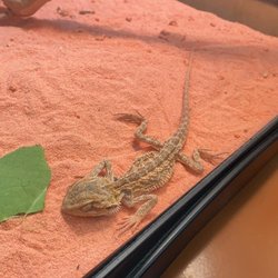 Paulmac's Pets - Disgusting!!! This is NOT how a beardie should look!!! Educate yourselves or don't sell these animals!!!
