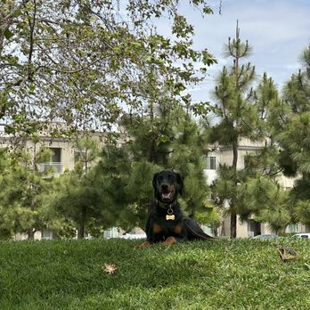 Cali K9 - European Doberman 10 months old puppy. - Pet Training Near Me - San Jose, California