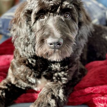 Lake Anna Pet Grooming - That beautiful face - Pet Groomers Near Me - Bumpass, Virginia Lake Anna Pet Grooming - That beautiful face - Pet Groomers Near Me - Bumpass, Virginia