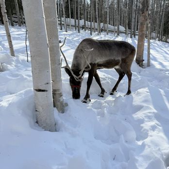 Running Reindeer Ranch - Walking Tours Near Me - Fairbanks, Alaska