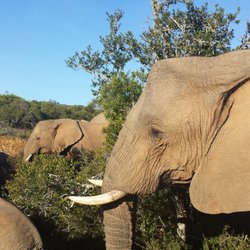 Vacation Bound - South Africa - Shamwari Game Reserve