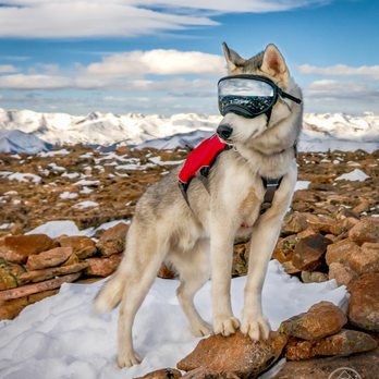 Adventure Pup Photography - Frassati at Mount Flora - Pet Photography Near Me Adventure Pup Photography - Frassati at Mount Flora - Pet Photography Near Me