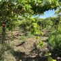 Photo of Cantine Maligni