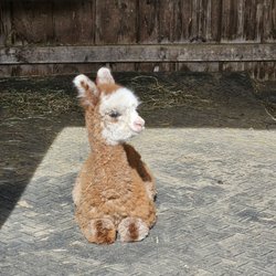 Harvard Alpaca Ranch - Baby alpaca