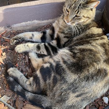 Lucky Buck Cafe - Greeter cat - Cafes Near Me - Groveland, California Lucky Buck Cafe - Greeter cat - Cafes Near Me - Groveland, California