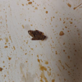 Szechuan Restaurant City View - Cockroach that was found in my chicken fried rice. - Szechuan Near Me - Fort Worth, Texas
