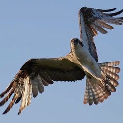 Columbia Care - Hawk looking for breakfast.