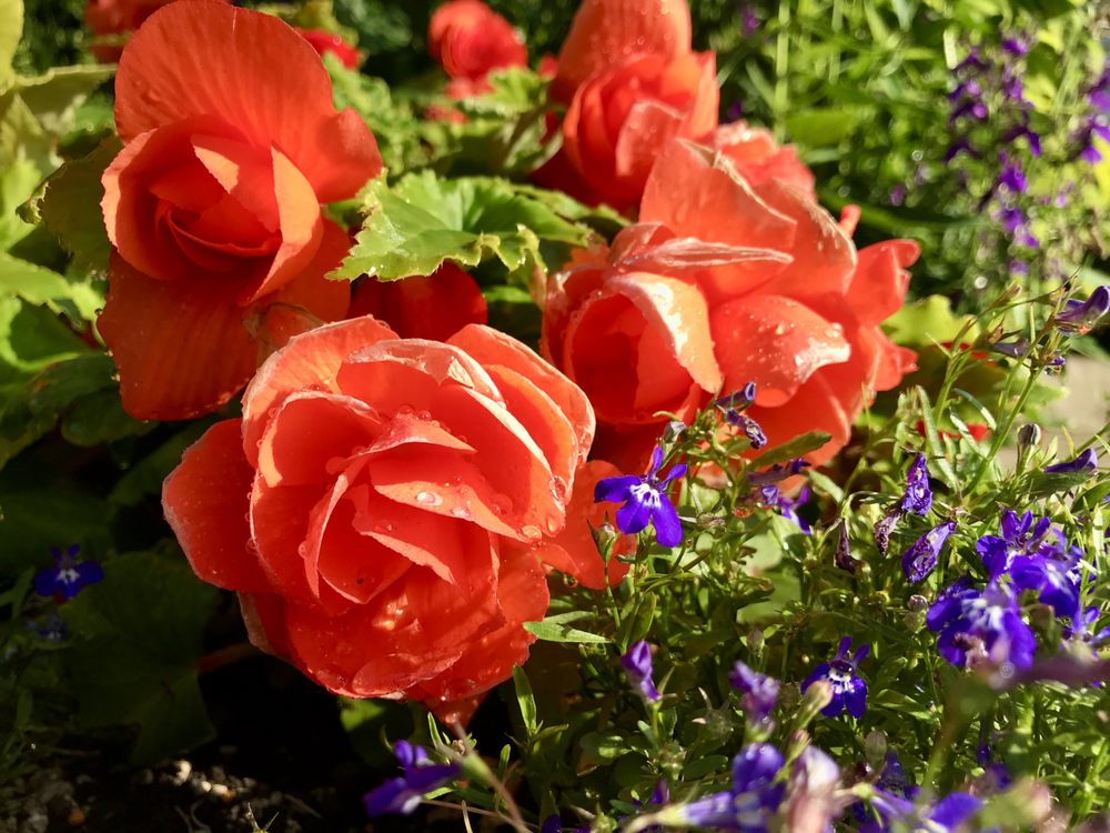 Rosetta McClain Gardens Image