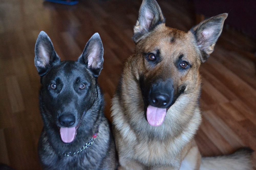 H&H K9 DETECTION Updated August 2024 15 Photos Ontario Pest Control Phone