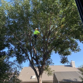 Mid-Valley Tree Service - Working with safety gear - Tree Services Near Me - Fresno, California Mid-Valley Tree Service - Working with safety gear - Tree Services Near Me - Fresno, California