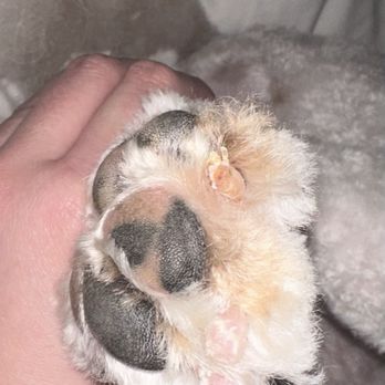 Express Pet Grooming - Shaved down so close to the blood vessel - Pet Groomers Near Me - Huntington Beach, California Express Pet Grooming - Shaved down so close to the blood vessel - Pet Groomers Near Me - Huntington Beach, California