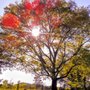 Photo of Pau Hana Tree Service