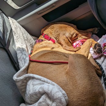 Point Loma Veterinary Clinic - Too much fun at the beach!!! - Veterinarians Near Me - San Diego, California Point Loma Veterinary Clinic - Too much fun at the beach!!! - Veterinarians Near Me - San Diego, California
