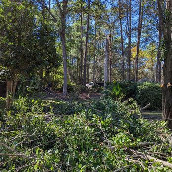 A&A Tree Service - Tree Services Near Me A&A Tree Service - Tree Services Near Me