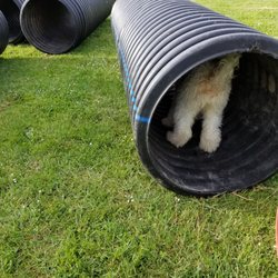 My Dog Training Academy - You can't see me!