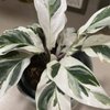 Knollwood Garden Center and Landscaping gift card