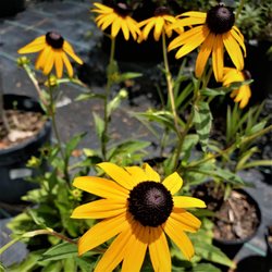 Advanced Nursery Growers - Blackeyed susan