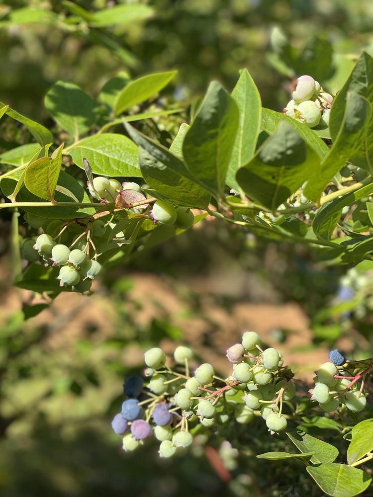 Powder Blueberry Farm Logo