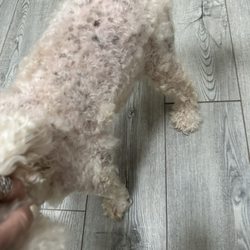 AAA Pet Pros - That's my maltipoo when my husband  picked him up it was like this , who does that ? If you can't do it just don't do it !