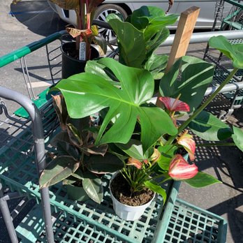 Armstrong Garden Centers - Yup - Nurseries & Gardening Near Me - Monrovia, California Armstrong Garden Centers - Yup - Nurseries & Gardening Near Me - Monrovia, California