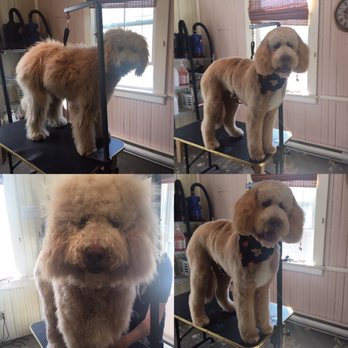 The Dog Shop - Pet Groomers Near Me - Mahone Bay, Nova Scotia The Dog Shop - Pet Groomers Near Me - Mahone Bay, Nova Scotia
