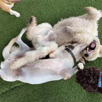 Fit & Go Pets - Playing with other dogs - Dog Walkers Near Me - Miami, Florida Fit & Go Pets - Playing with other dogs - Dog Walkers Near Me - Miami, Florida