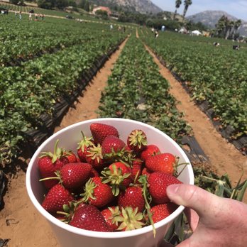 Kenny's Strawberry Farm - The bucket holds a good amount of strawberries. - Fruits & Veggies Near Me - Fallbrook, California