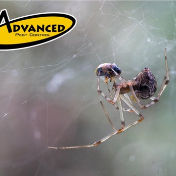 Advanced Pest Control - Pest Control Near Me - Hot Springs, Arkansas Advanced Pest Control - Pest Control Near Me - Hot Springs, Arkansas