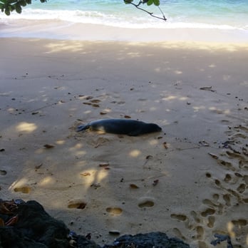 Hideaways Beach - 200lb monk seal sleeping off lunch - Beaches Near Me