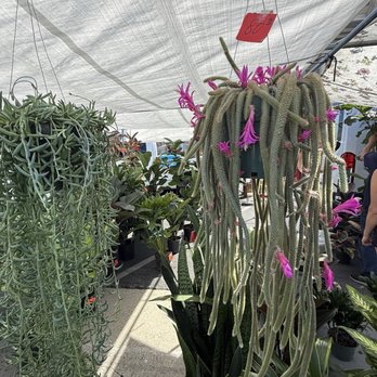 Long Beach Antique Market - Antiques Near Me - Long Beach, California