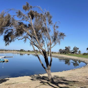 Shoreline Lake American Bistro - Tree at Shoreline Park - Breakfast & Brunch Near Me - Mountain View, California Shoreline Lake American Bistro - Tree at Shoreline Park - Breakfast & Brunch Near Me - Mountain View, California