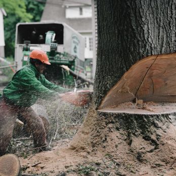 Northern Boston Tree Service - Tree Services Near Me Northern Boston Tree Service - Tree Services Near Me