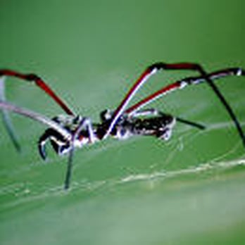 Protective Pest Control - Pest Control Near Me Protective Pest Control - Pest Control Near Me