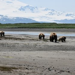 Cook Inlet Adventures