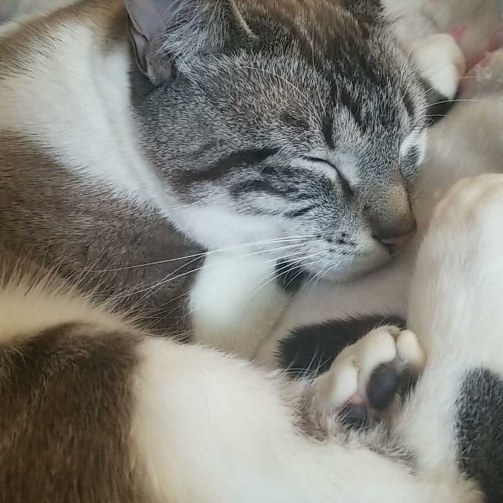 Loki is home!