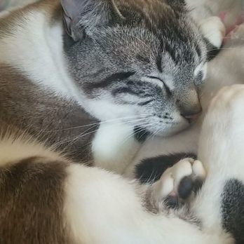 Tree Buds - Loki is home! - Tree Services Near Me - Bellingham, Massachusetts