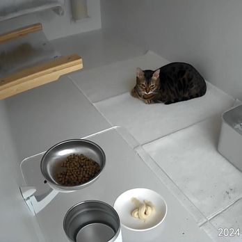Purrvana - Pet Sitting Near Me - Los Angeles, California Purrvana - Pet Sitting Near Me - Los Angeles, California