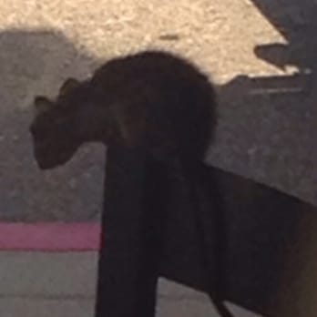 Cajun Kitchen Cafe - The rat on the chair right next to where we were eating. I ran out and threw up - Cajun/Creole Near Me - Ventura, California