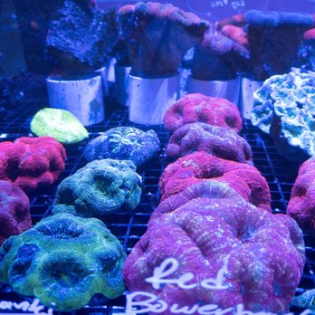 Reef Lounge USA - Aquarium Services Near Me - Anaheim, California