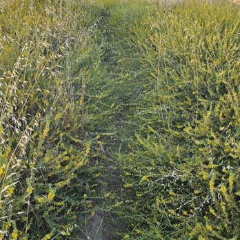 Lookout Trail - Mustard and broom bushes, both invasive, obscure and almost block the trail at some portions. - Hiking Near Me - Granada Hills, California Lookout Trail - Mustard and broom bushes, both invasive, obscure and almost block the trail at some portions. - Hiking Near Me - Granada Hills, California