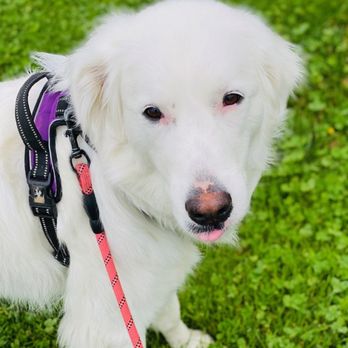 Run & Done Walks - Pic Jennifer took of Nilly on walk - Pet Sitting Near Me Run & Done Walks - Pic Jennifer took of Nilly on walk - Pet Sitting Near Me