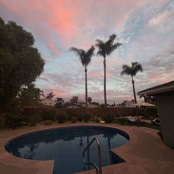 Flores Tree Services - 3 cleaned up palms - Tree Services Near Me